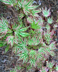 Thumbnail for Acer palmatum 'Higasa yama' - mapleridgenursery