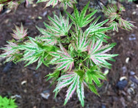 Thumbnail for Acer palmatum 'Higasa yama' - mapleridgenursery