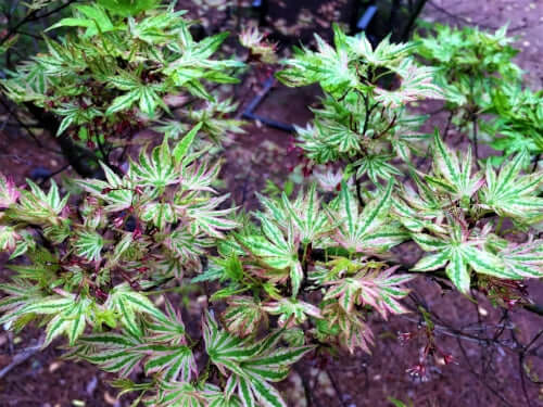 Acer palmatum 'Higasa yama' - mapleridgenursery
