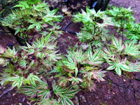 Thumbnail for Acer palmatum 'Higasa yama' - mapleridgenursery
