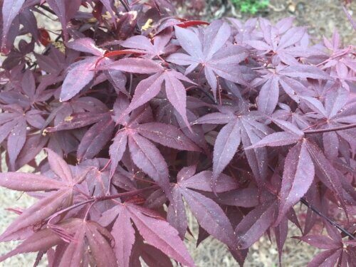 Acer palmatum 'Hime Shojo' - mapleridgenursery
