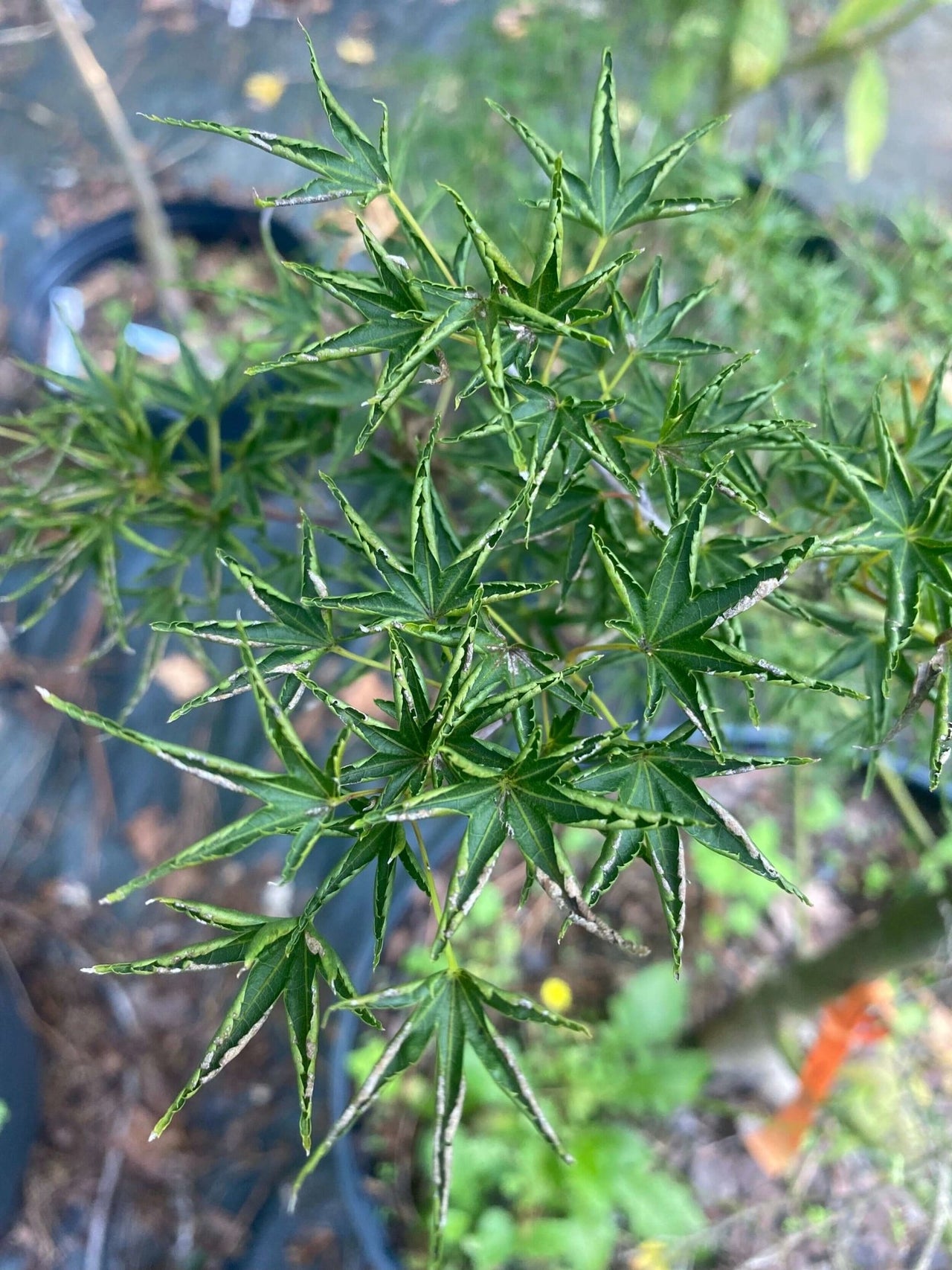 Acer palmatum 'Hippy Fin Mo' - mapleridgenursery