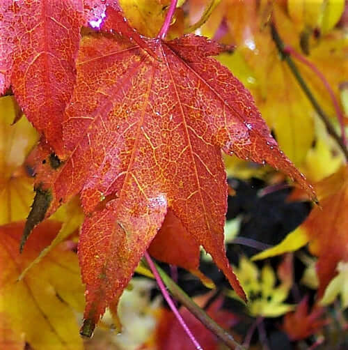 Acer palmatum 'Hogyoku' - mapleridgenursery