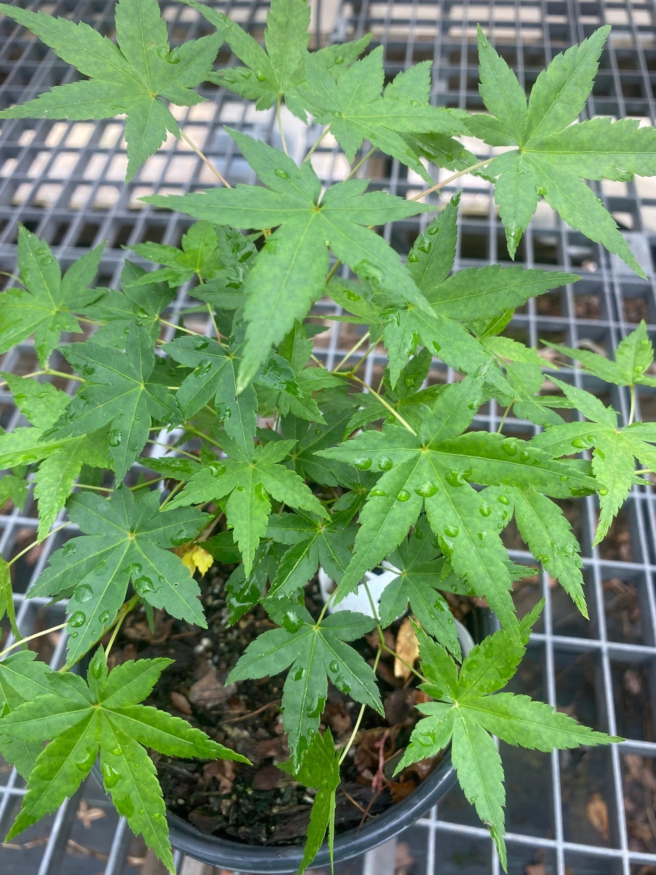 Acer palmatum 'Hoshi Zora' Weeping Japanese Maple - Maple Ridge Nursery