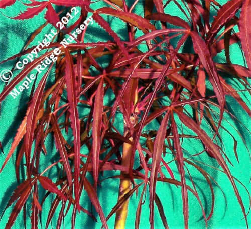 Acer palmatum 'Hubb's Red Willow' - mapleridgenursery