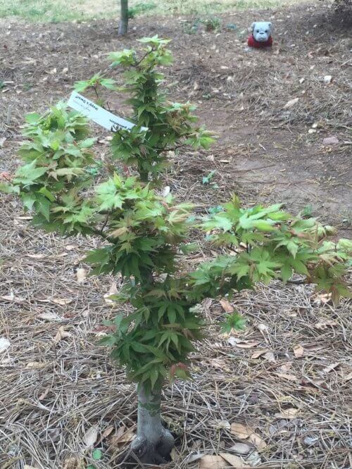 Acer palmatum 'Hupp's Dwarf' - mapleridgenursery