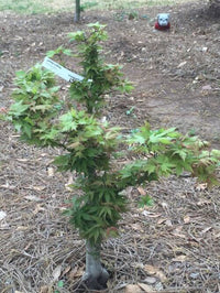 Thumbnail for Acer palmatum 'Hupp's Dwarf' - mapleridgenursery
