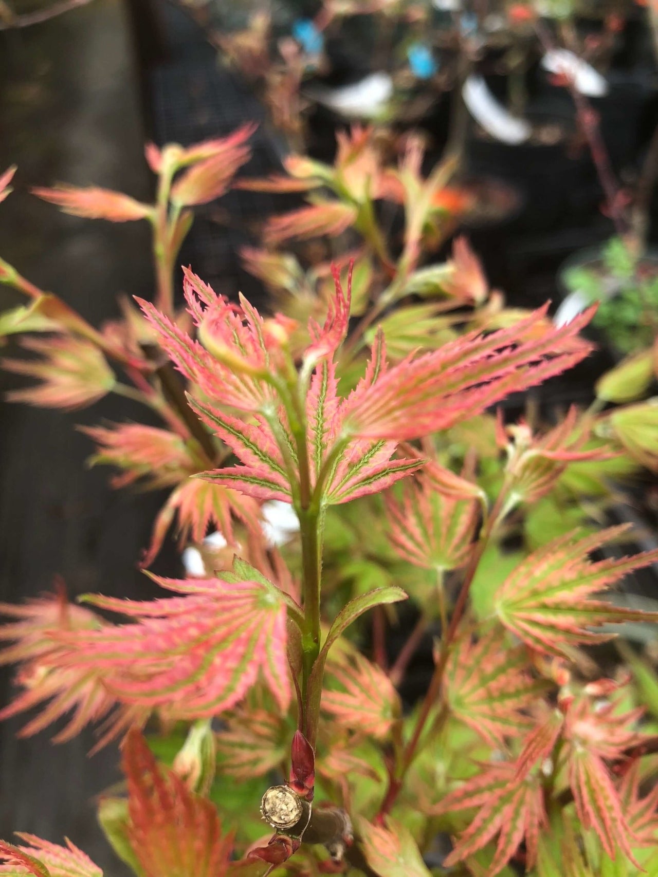 Acer palmatum 'Ikandi' - mapleridgenursery