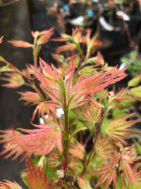 Thumbnail for Acer palmatum 'Ikandi' - mapleridgenursery