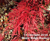 Thumbnail for Acer palmatum 'Inaba shidare' - mapleridgenursery