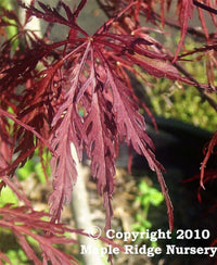 Thumbnail for Acer palmatum 'Inaba shidare' - mapleridgenursery