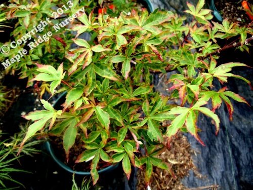 Acer palmatum 'Itame nibluki' - mapleridgenursery