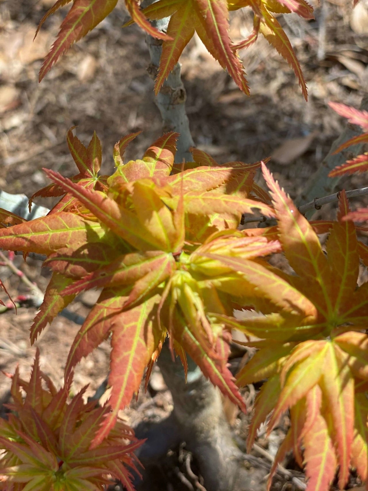 Acer palmatum 'Japanese Princess' - mapleridgenursery