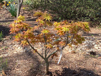 Thumbnail for Acer palmatum 'Japanese Princess' - mapleridgenursery