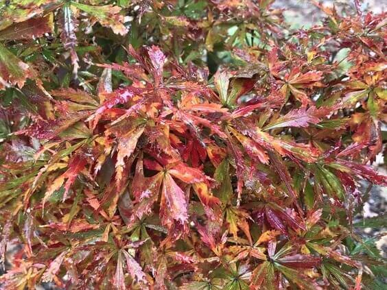 Acer palmatum 'Jerre Schwartz' - mapleridgenursery