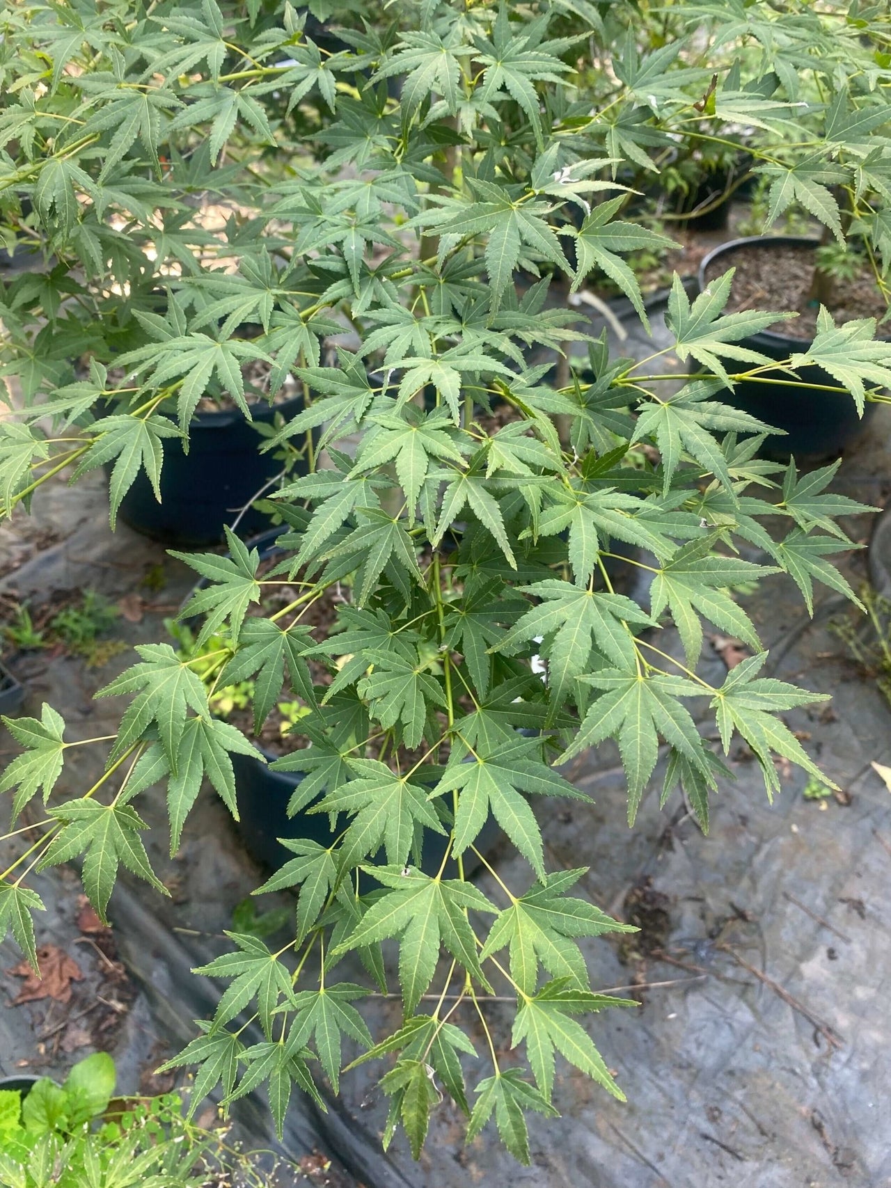 Acer palmatum 'Jiro Shidare' - mapleridgenursery