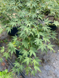 Thumbnail for Acer palmatum 'Jiro Shidare' - mapleridgenursery