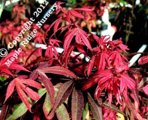 Acer palmatum 'Kandy Kitchen' - mapleridgenursery