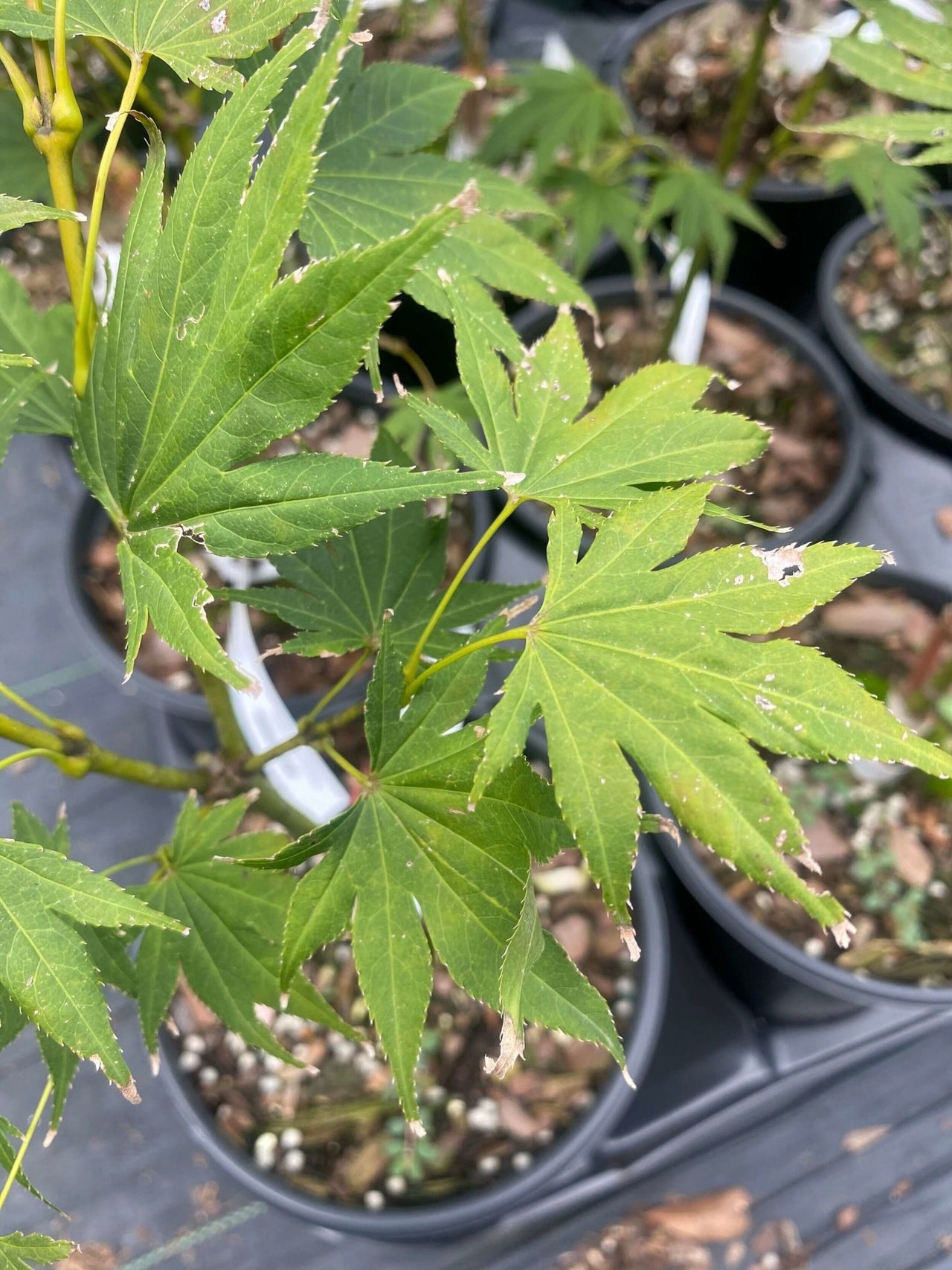 Acer palmatum 'Killarney' Green Japanese Maple