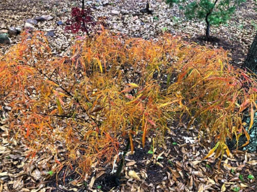 Acer palmatum 'Kinshi' Thread Leaf Japanese Maple