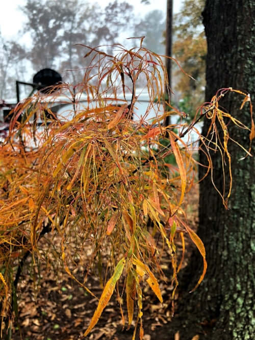 Acer palmatum 'Kinshi' Thread Leaf Japanese Maple