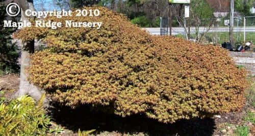 Acer palmatum 'Kiyohime' Compact Dwarf Japanese Maple