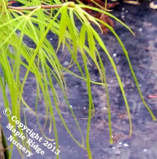 Acer palmatum 'Koto ito komachi' Thread Leaf Japanese Maple