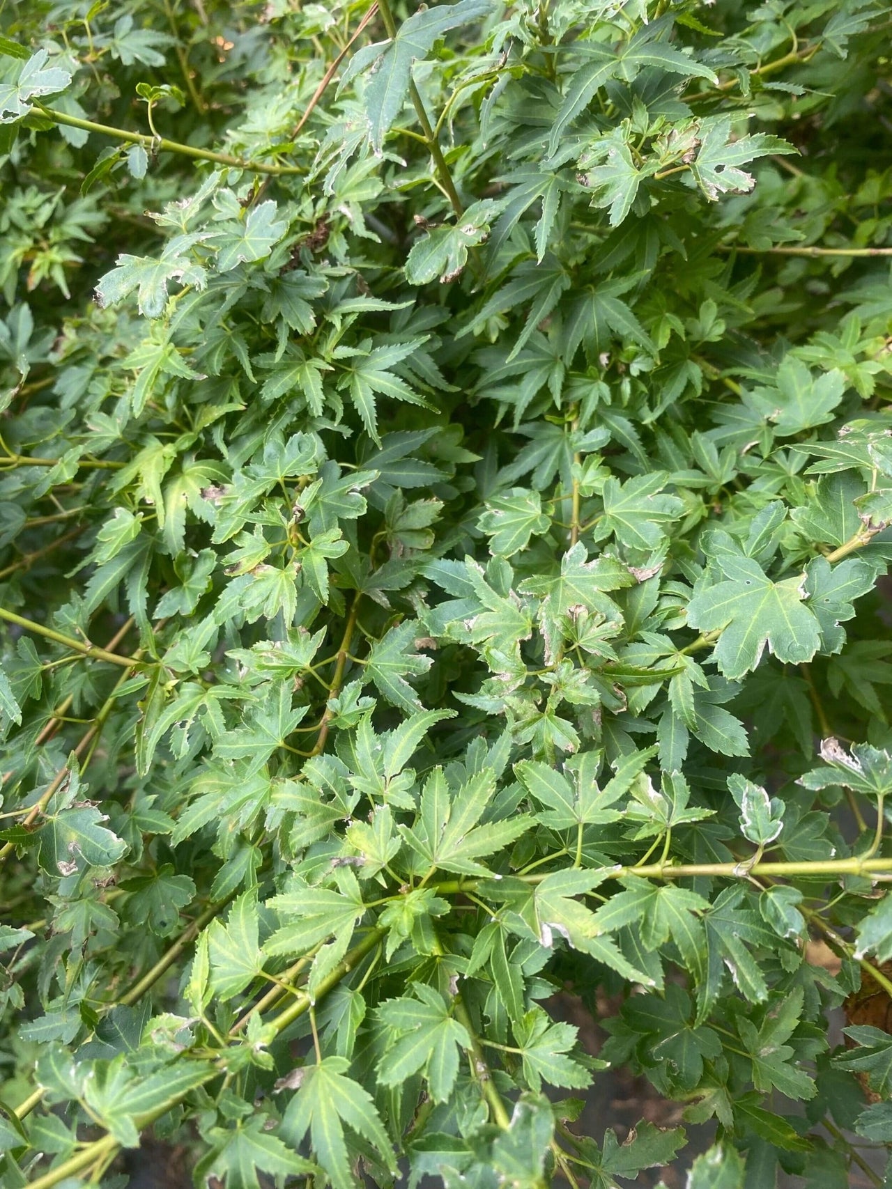Acer palmatum 'Koto maru' Dwarf Japanese Maple