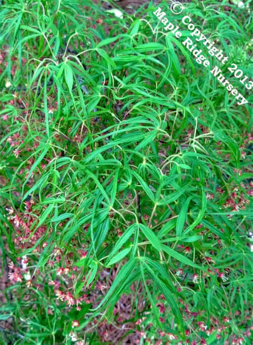Acer palmatum 'Koto no ito' Strap Leaf Japanese Maple Maple Ridge Nursery