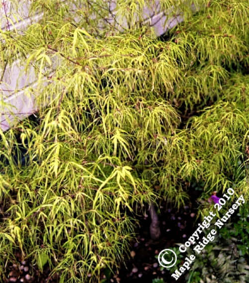 Acer palmatum 'Koto no ito' Strap Leaf Japanese Maple Maple Ridge Nursery