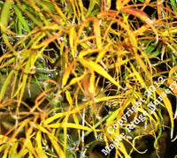 Thumbnail for Acer palmatum 'Koto no ito' Strap Leaf Japanese Maple Maple Ridge Nursery