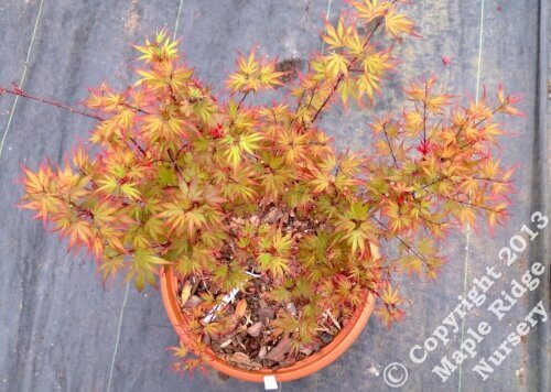 Acer palmatum 'Kuro hime' Dwarf Japanese Maple