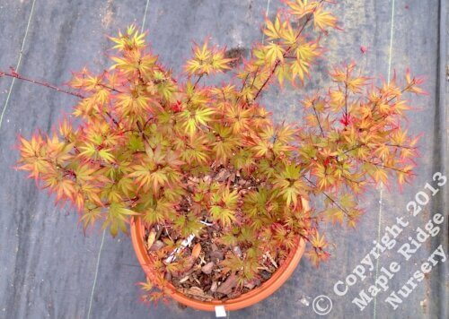 Acer palmatum 'Kuro hime' Dwarf Japanese Maple (Pre-Order)