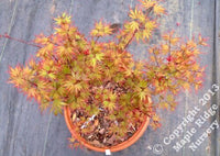 Thumbnail for Acer palmatum 'Kuro hime' Dwarf Japanese Maple (Pre-Order)