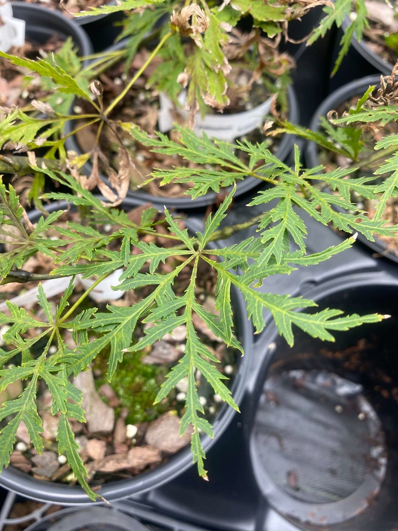 Acer palmatum 'Lemon Chiffon' Green Weeping Japanese Maple