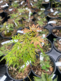 Thumbnail for Acer palmatum 'Lemon Chiffon' Green Weeping Japanese Maple