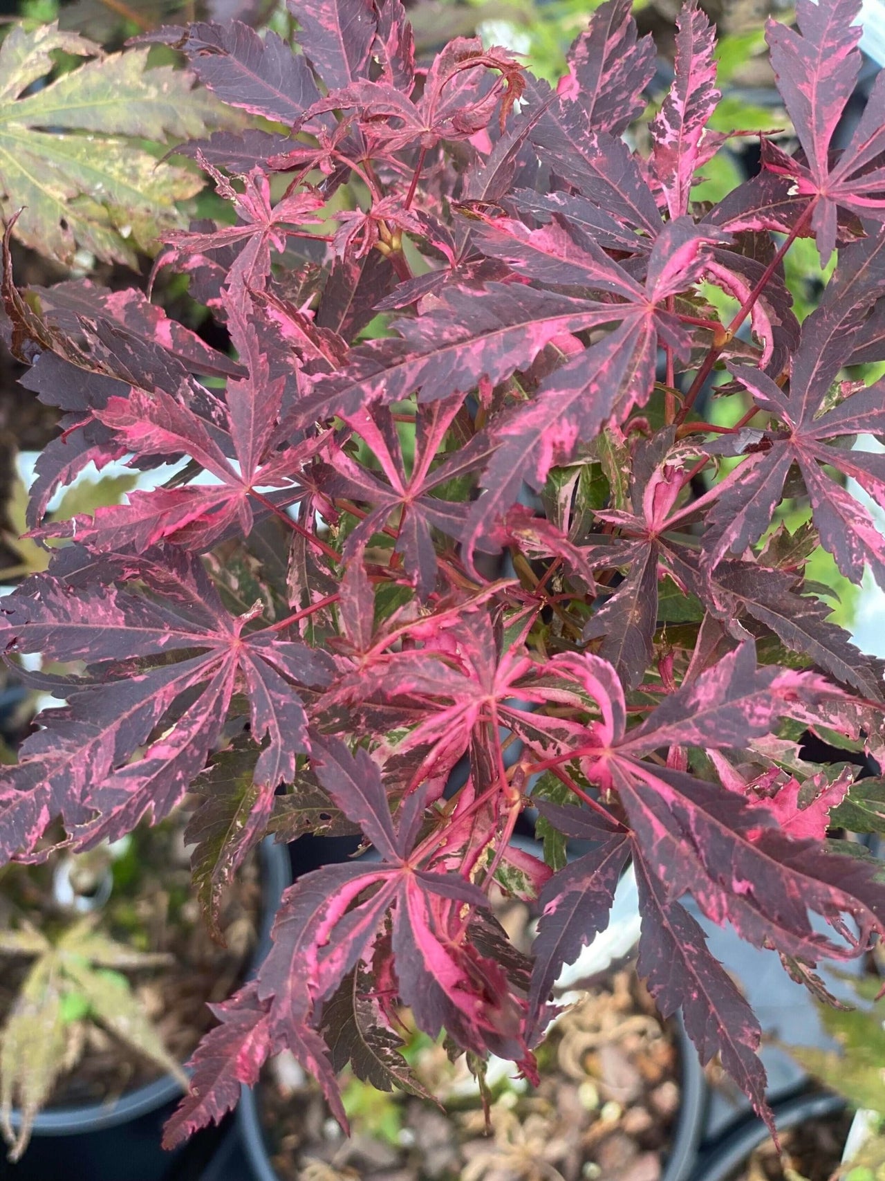 Acer palmatum 'Lileeanne's Jewel' Variegated Japanese Maple