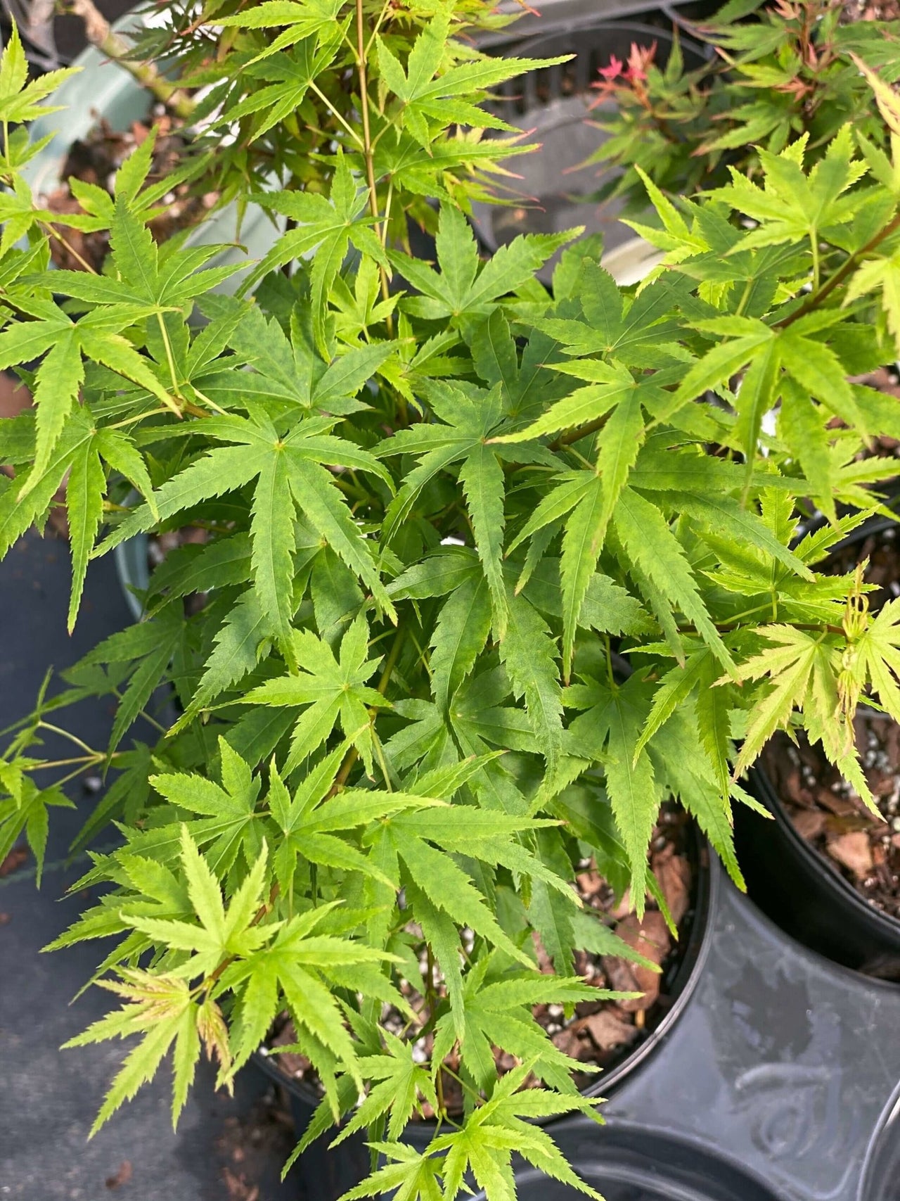 Acer palmatum 'Lima Gold' Dwarf Japanese Maple