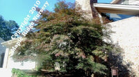 Thumbnail for Acer palmatum 'Lionheart' Upright Lace Leaf Japanese Maple
