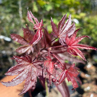 Thumbnail for Acer palmatum 'Livy' Red Japanese Maple