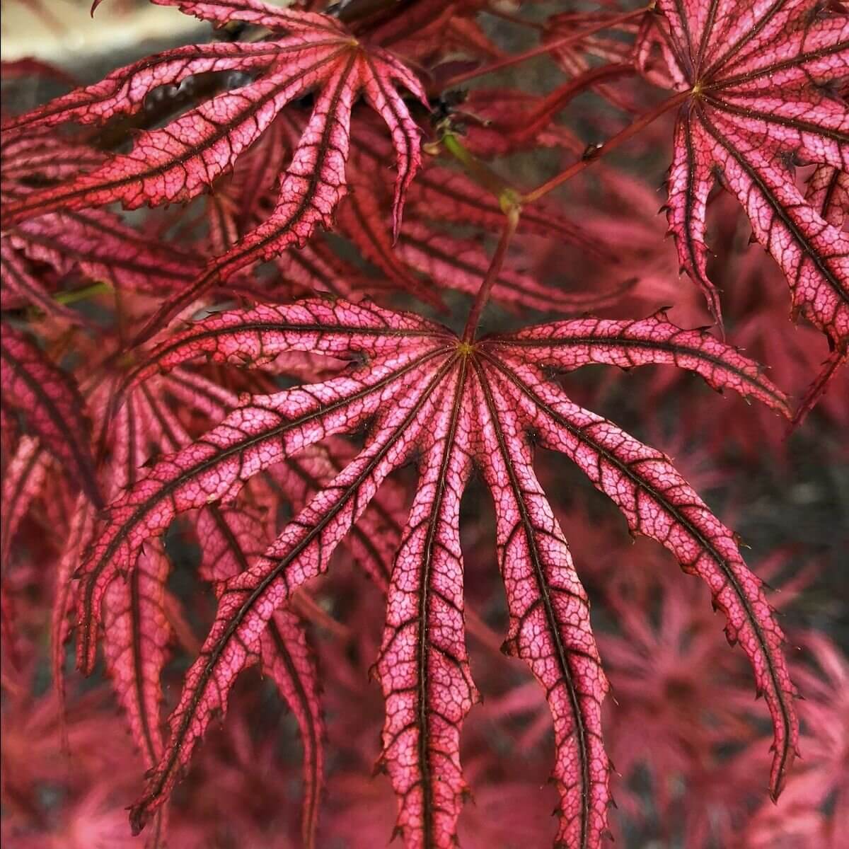 Acer palmatum 'Mikazuki' Reticulated Japanese maple