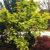 Thumbnail for Acer palmatum 'Mizuho beni' Yellow Japanese Maple