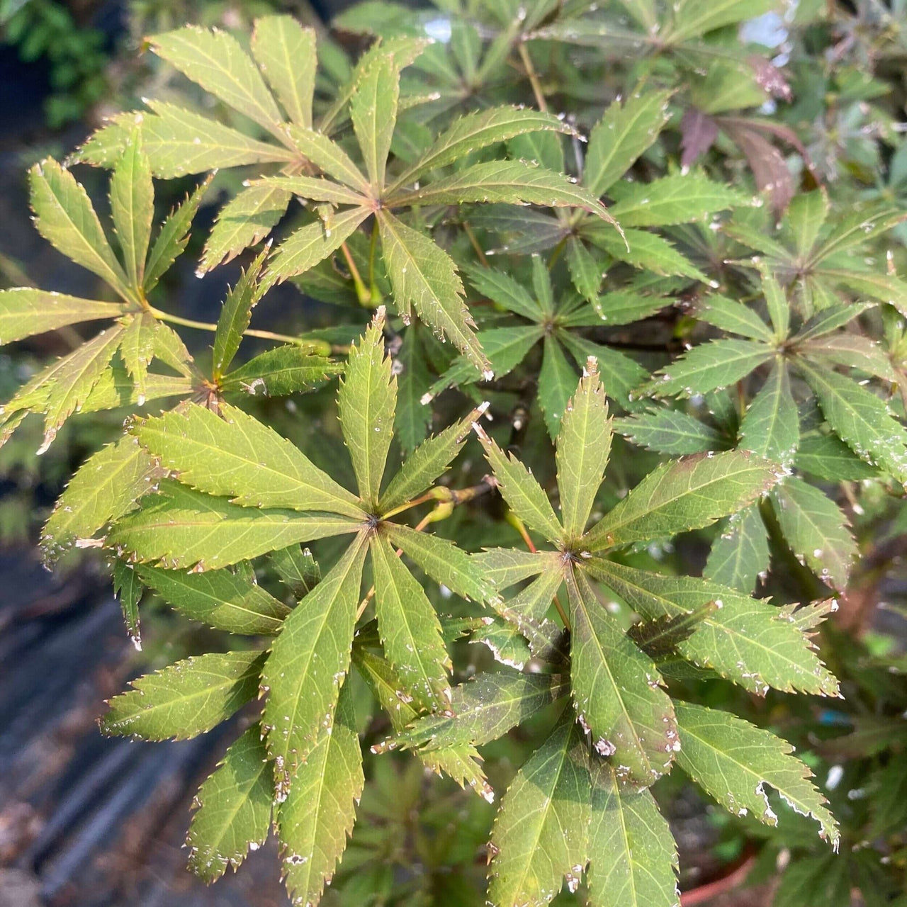 Acer palmatum 'Mon papa' Red Japanese Maple