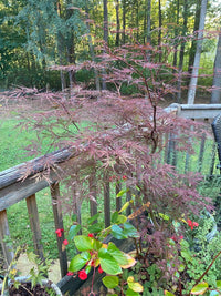Thumbnail for Acer palmatum 'Monticello Gardens' Red Dwarf Japanese Maple