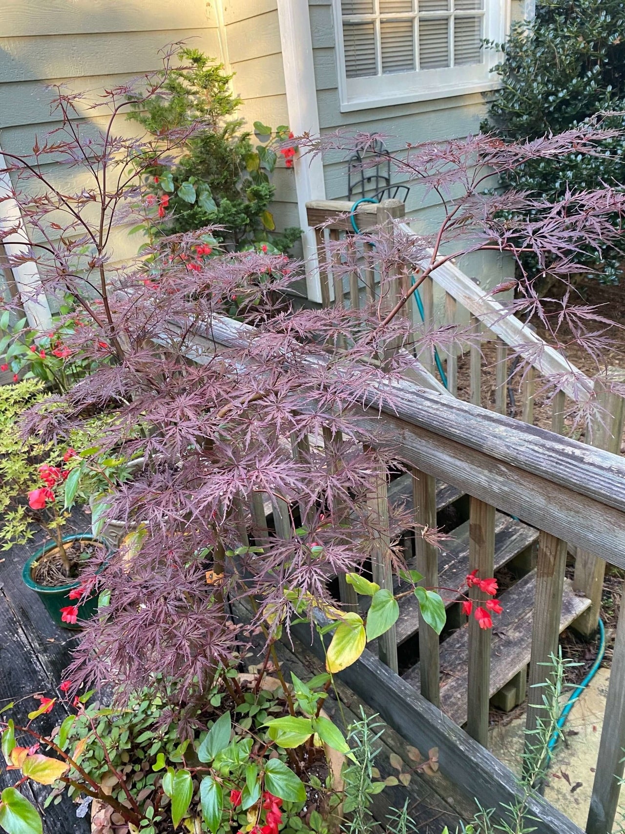 Acer palmatum 'Monticello Gardens' Red Dwarf Japanese Maple