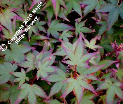 Acer palmatum 'Murasaki kiyohime' Dwarf Japanese Maple