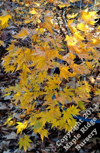 Thumbnail for Acer palmatum 'Muro gawa' Red Japanese Maple