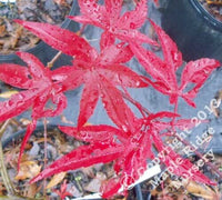Thumbnail for Acer palmatum 'Muro gawa' Red Japanese Maple