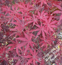 Thumbnail for Acer palmatum 'Musashino' - Maple Ridge Nursery