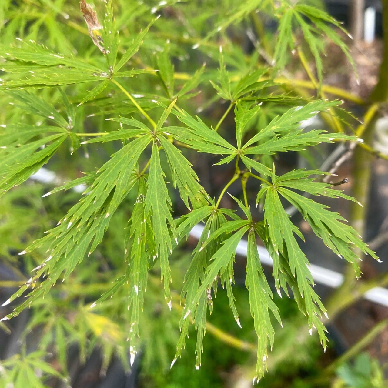 Acer palmatum 'Nancy Ann' Dwarf Japanese Maple